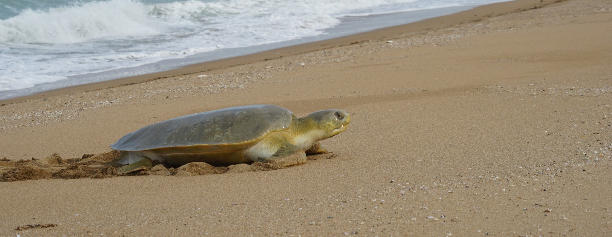 Une tortue à dos plat sur la plage, au bord de l&rsquo;eau. © Michael TERVO