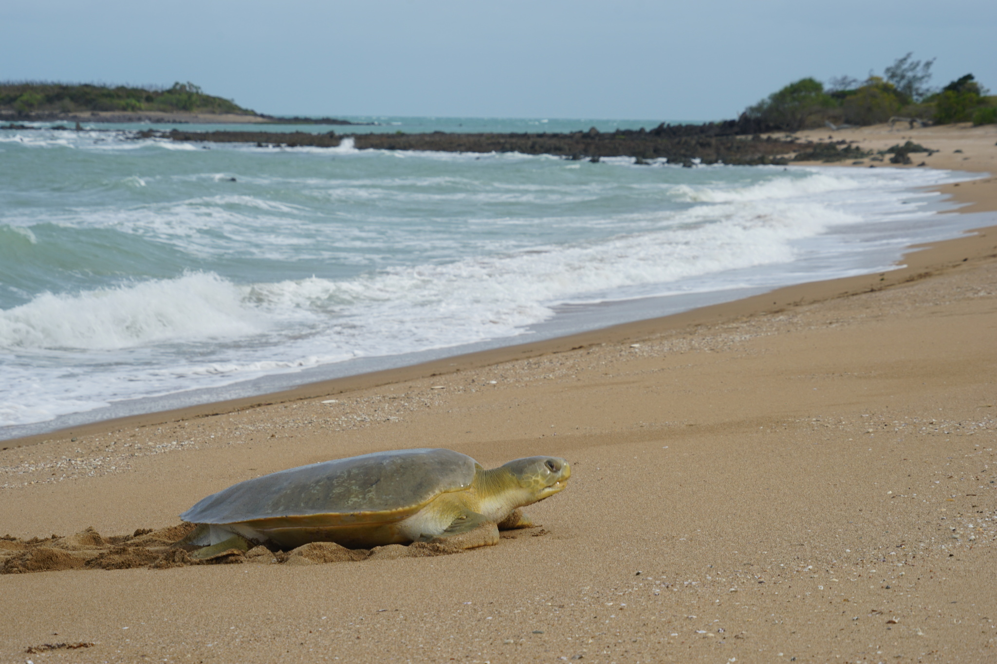 Une tortue à dos plat sur la plage, au bord de l&rsquo;eau. © Michael TERVO