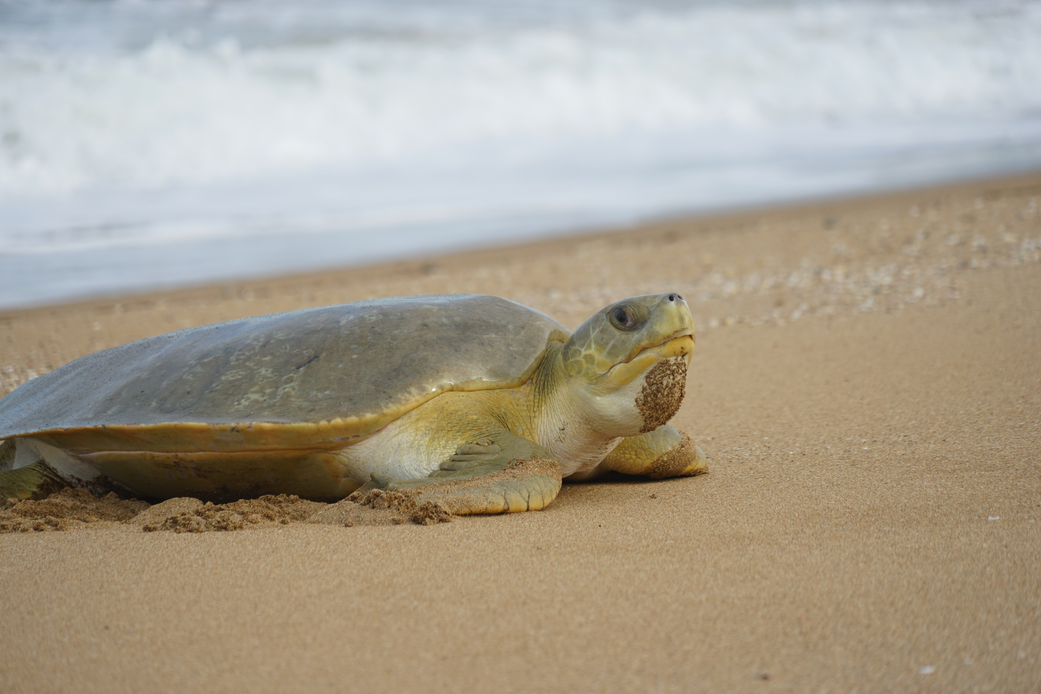 Une tortue à dos plat sur la plage, au bord de l&rsquo;eau. © Michael TERVO