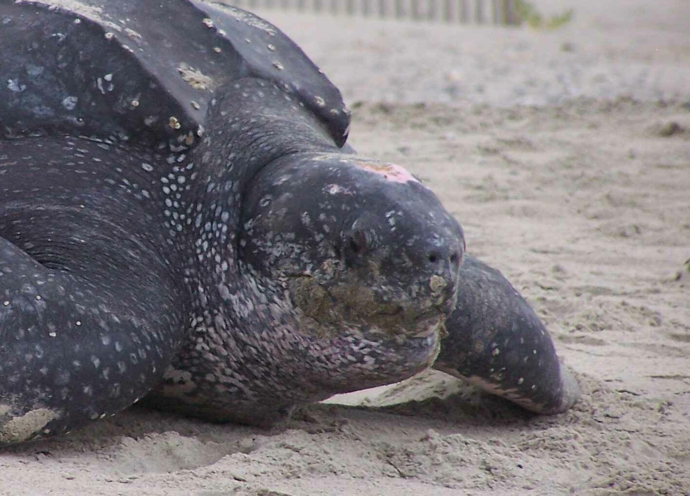 Une tortue Luth sur une plage. On aperçoit sa tâche rose sur le dessus de sa tête. © Rabon David, USFWS
