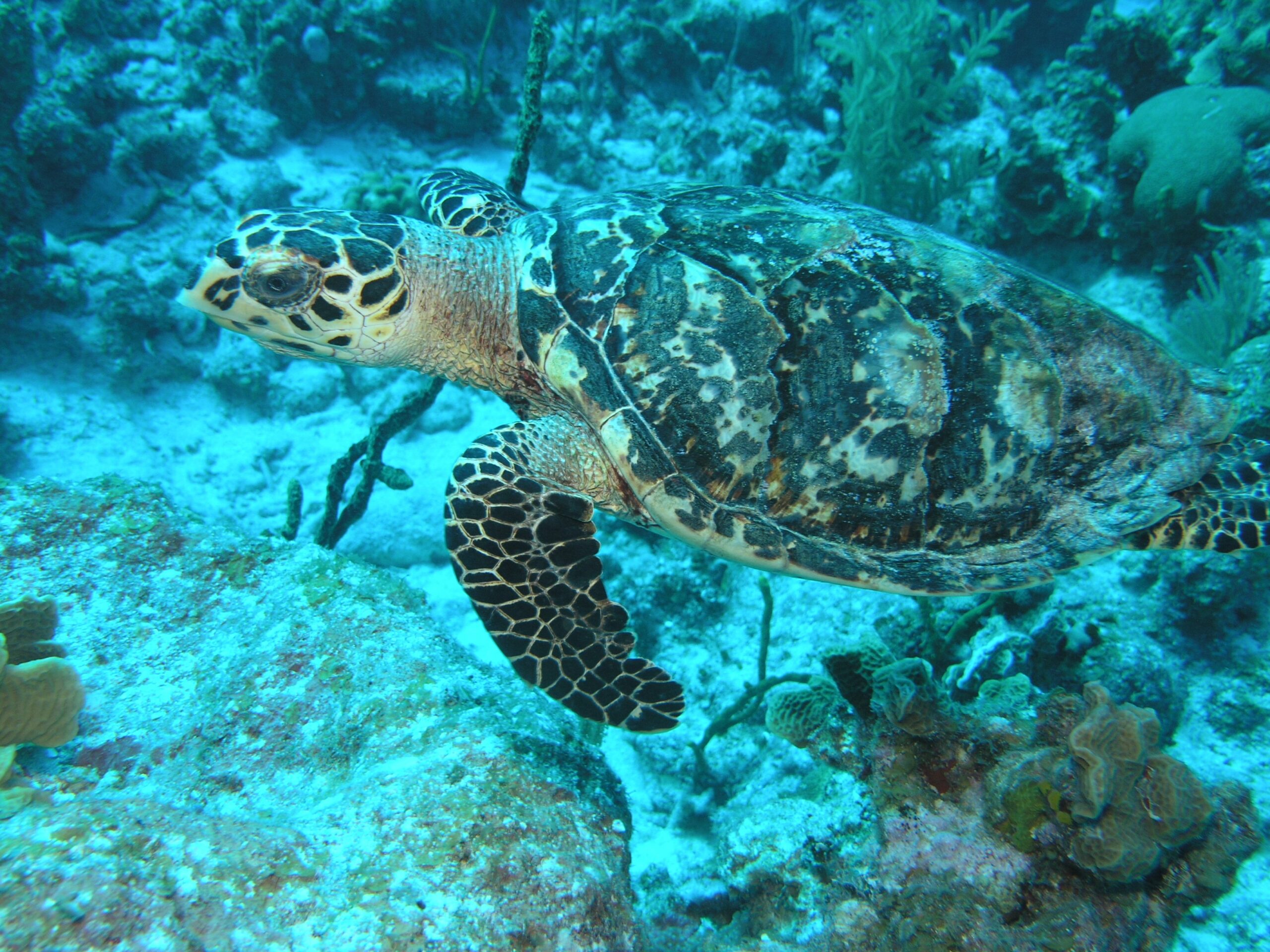 Une tortue imbriquée nage dans l&rsquo;océan. © Julie BEDFORD – NOAA