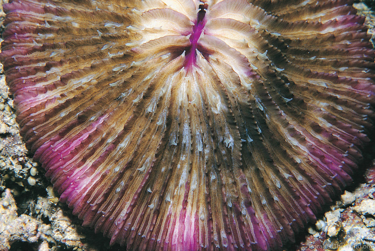Corail-champignon Fungia fungites © Corals of the world, Charlie VERON