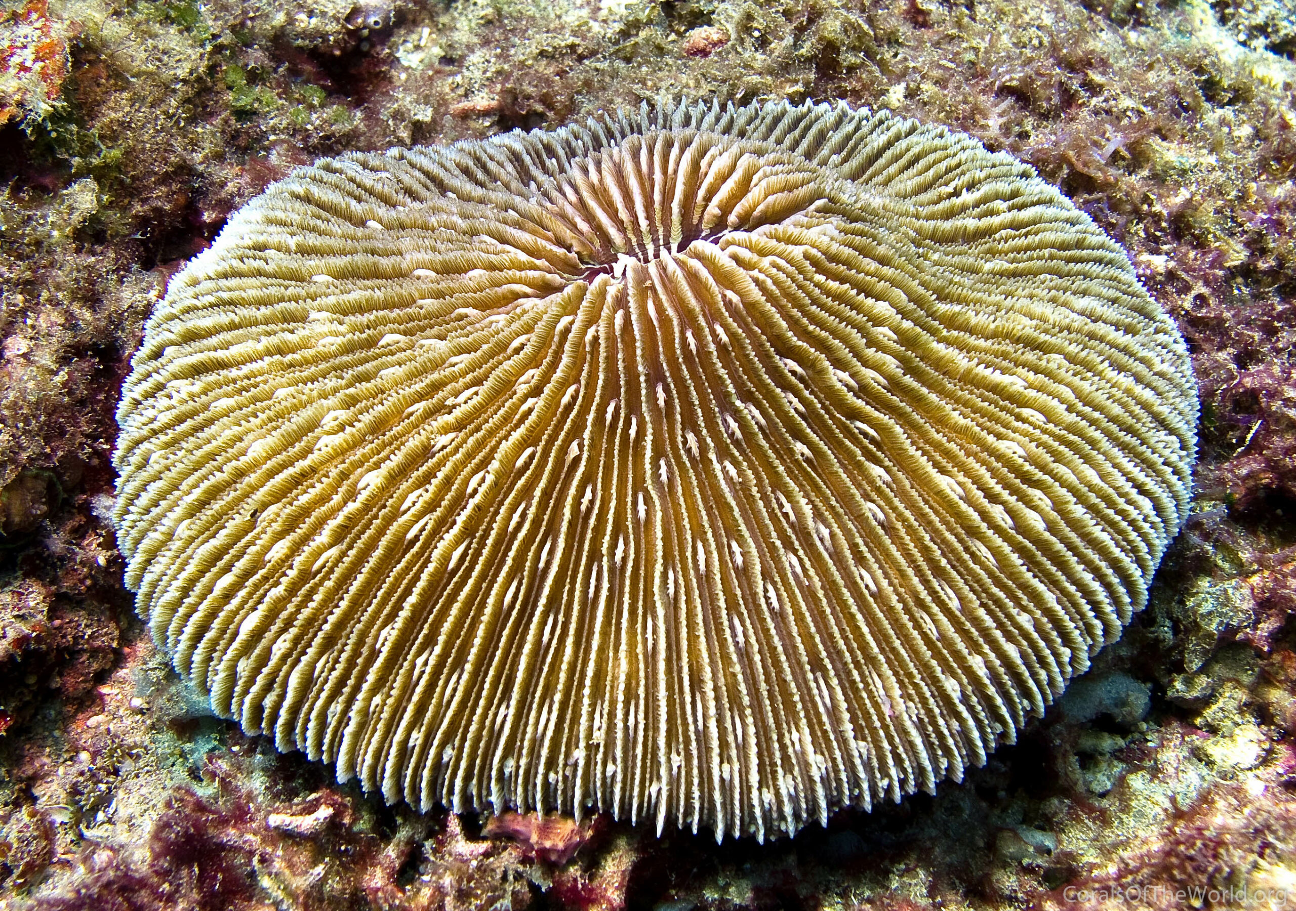 Corail-champignon Fungia fungites © Corals of the world – Emre TURAK, Lyndon DEVANTIER