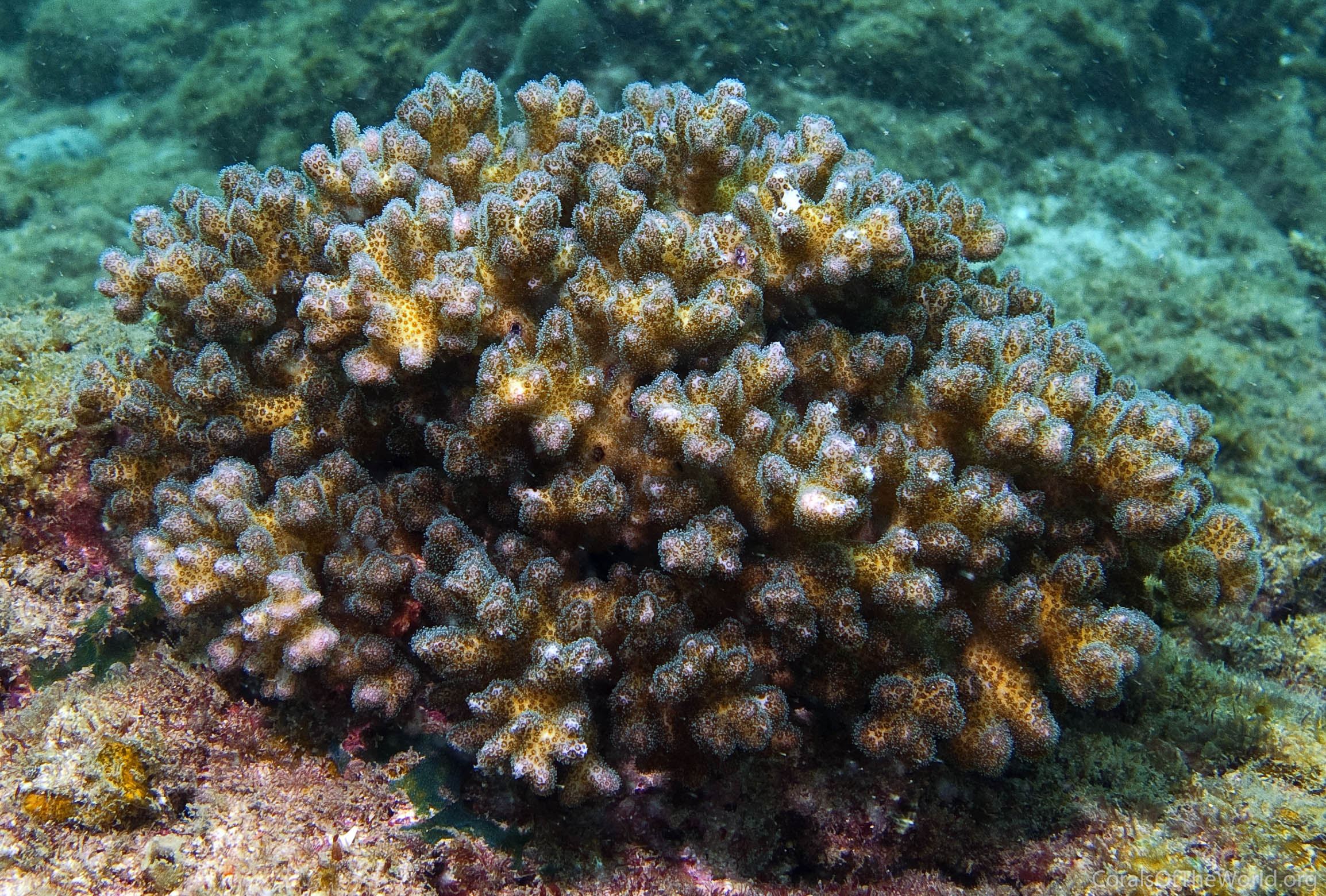 0307_C04_02 © Corals of the wolrd – Emre TURAK, Lyndon DEVANTIER