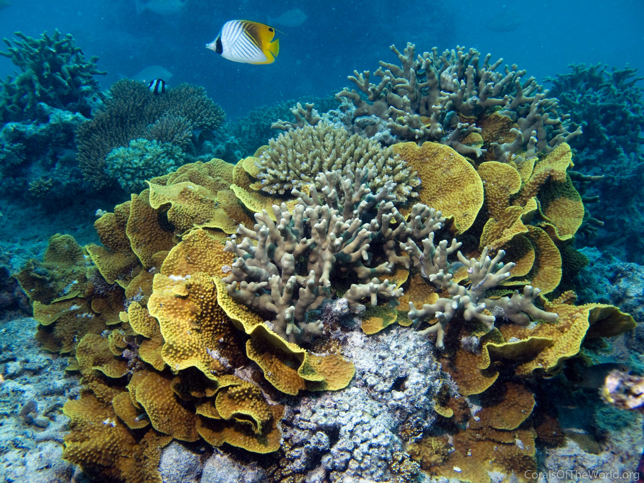 Corail-spirale Turbinaria reniformis © Corals of the world – Emre TURAK