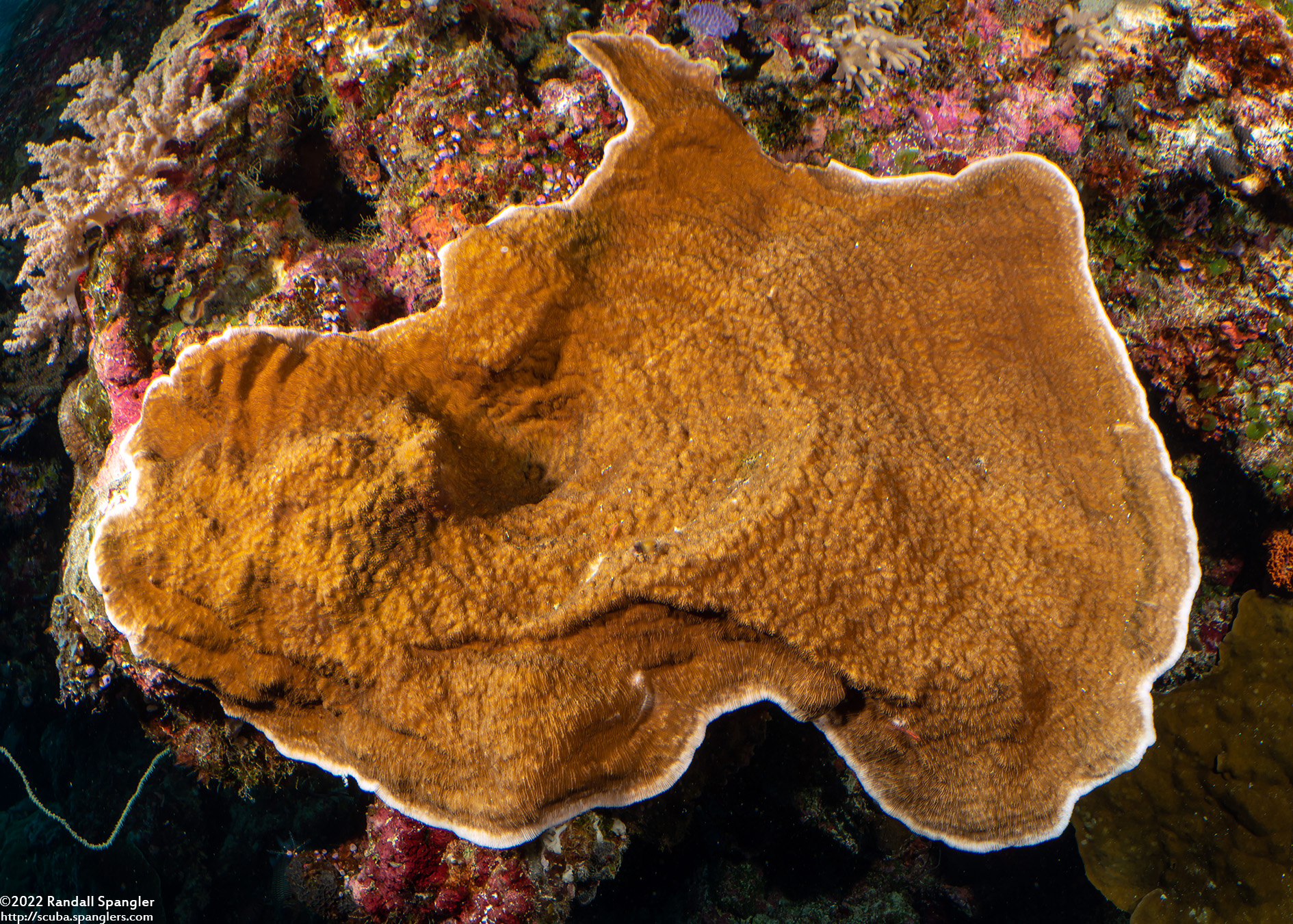 Corail épineux Echinopora lamellosa © Randall Spangler