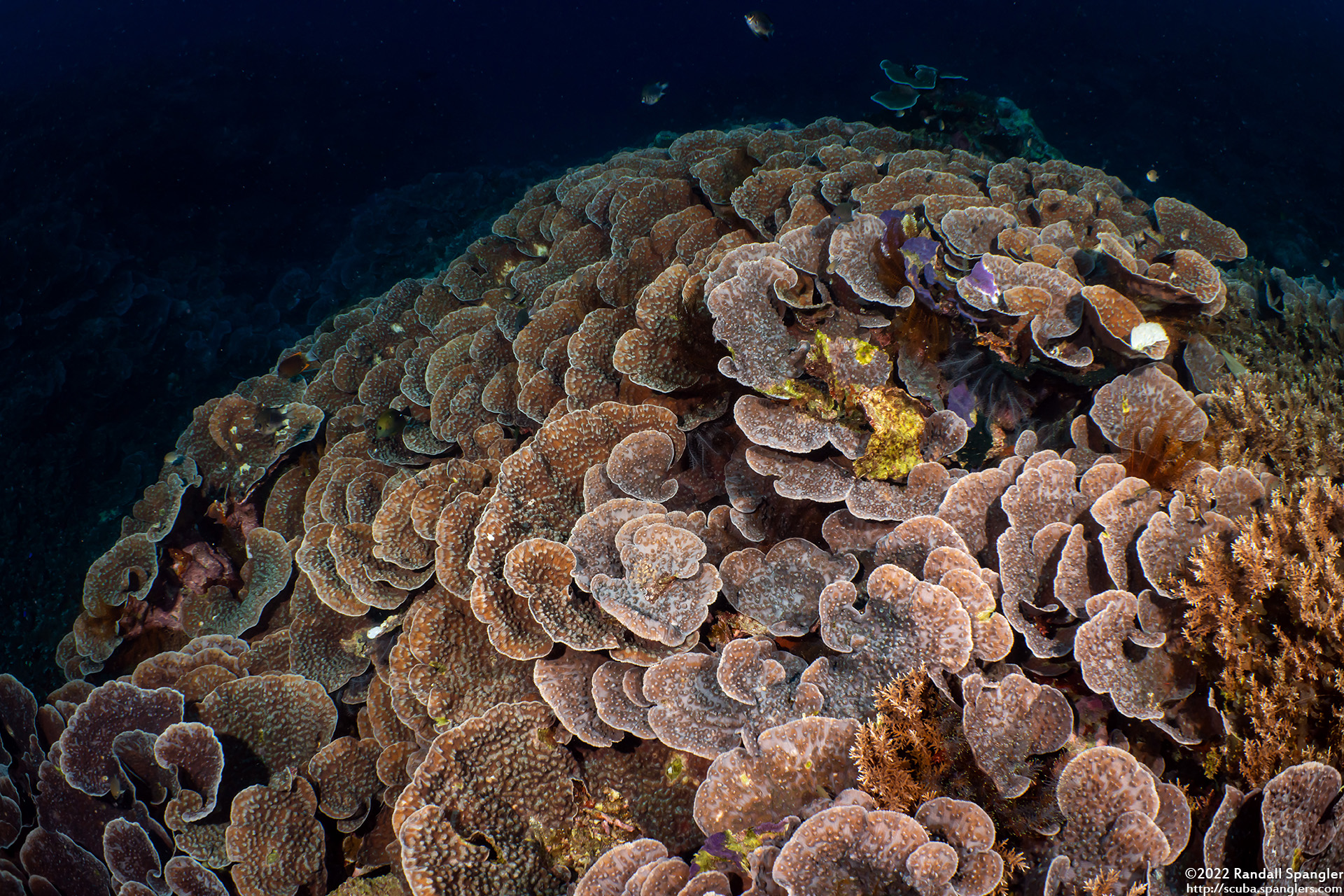 Corail épineux Echinopora lamellosa © Randall Spangler