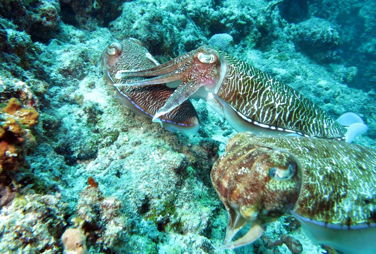 Seiches (Sepia latimanus) © Paillet Jerome (2019) – Ifremer. https://image.ifremer.fr/data/00617/72901/