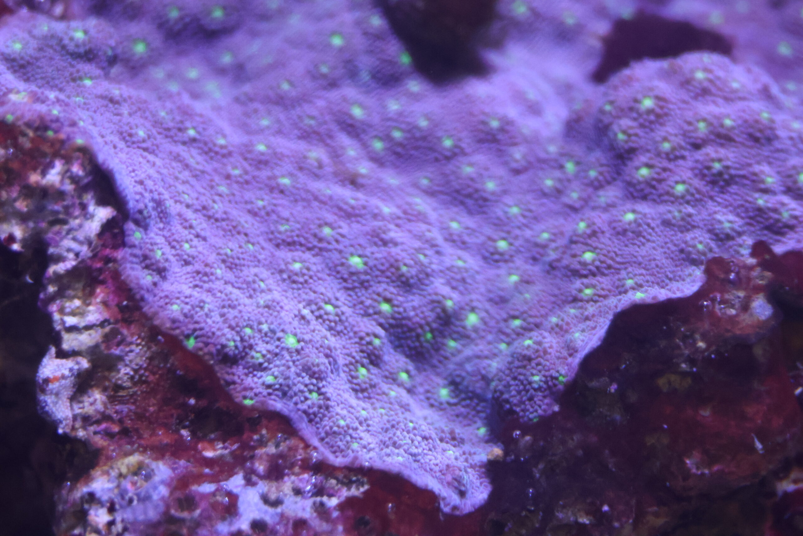 Corail épineux Echinopora lamellosa © La Cité de la Mer – Julie HENRY POUTREL