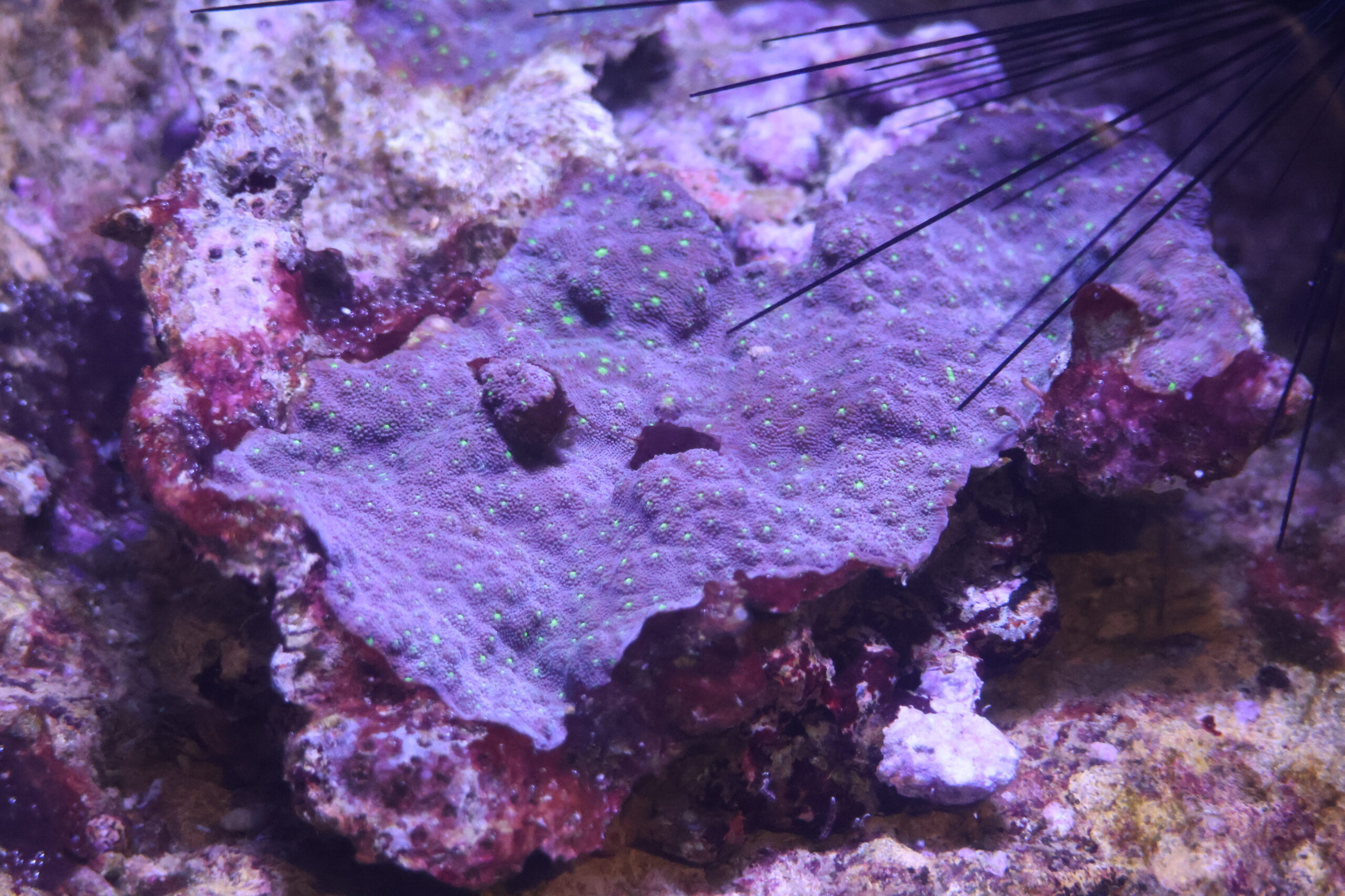 Corail épineux Echinopora lamellosa © La Cité de la Mer – Julie HENRY POUTREL