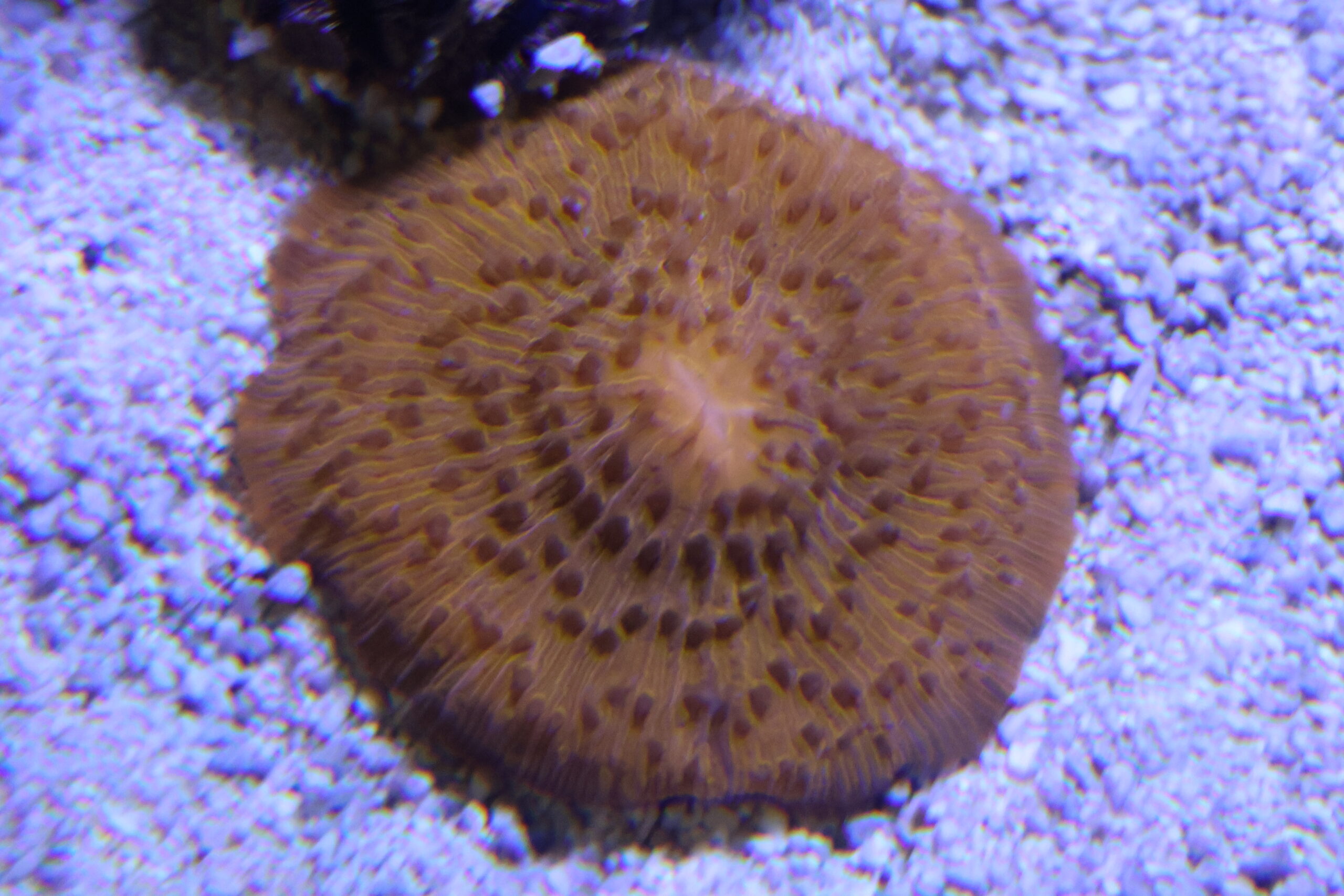 Corail-champignon Fungia fungites © La Cité de la Mer – Julie HENRY POUTREL