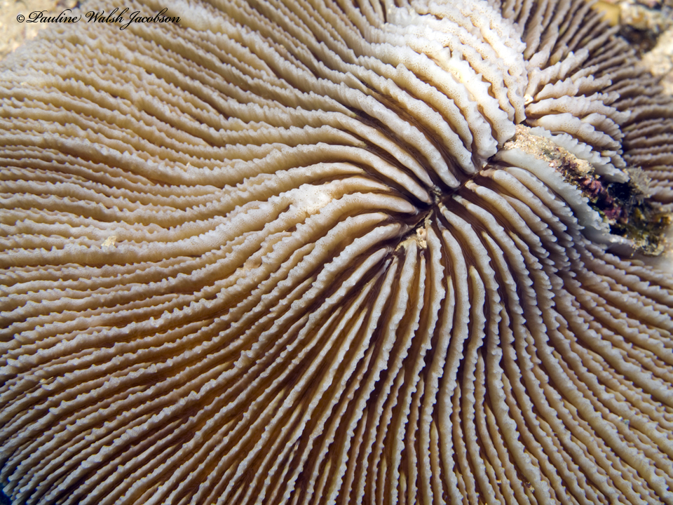 Corail-champignon Fungia fungites © Pauline WALSH JACOBSEN