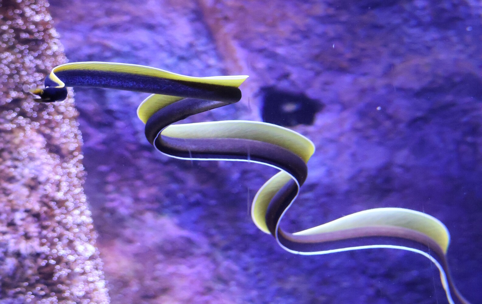 Murène ruban. © La Cité de la Mer – Julie HENRY POUTREL