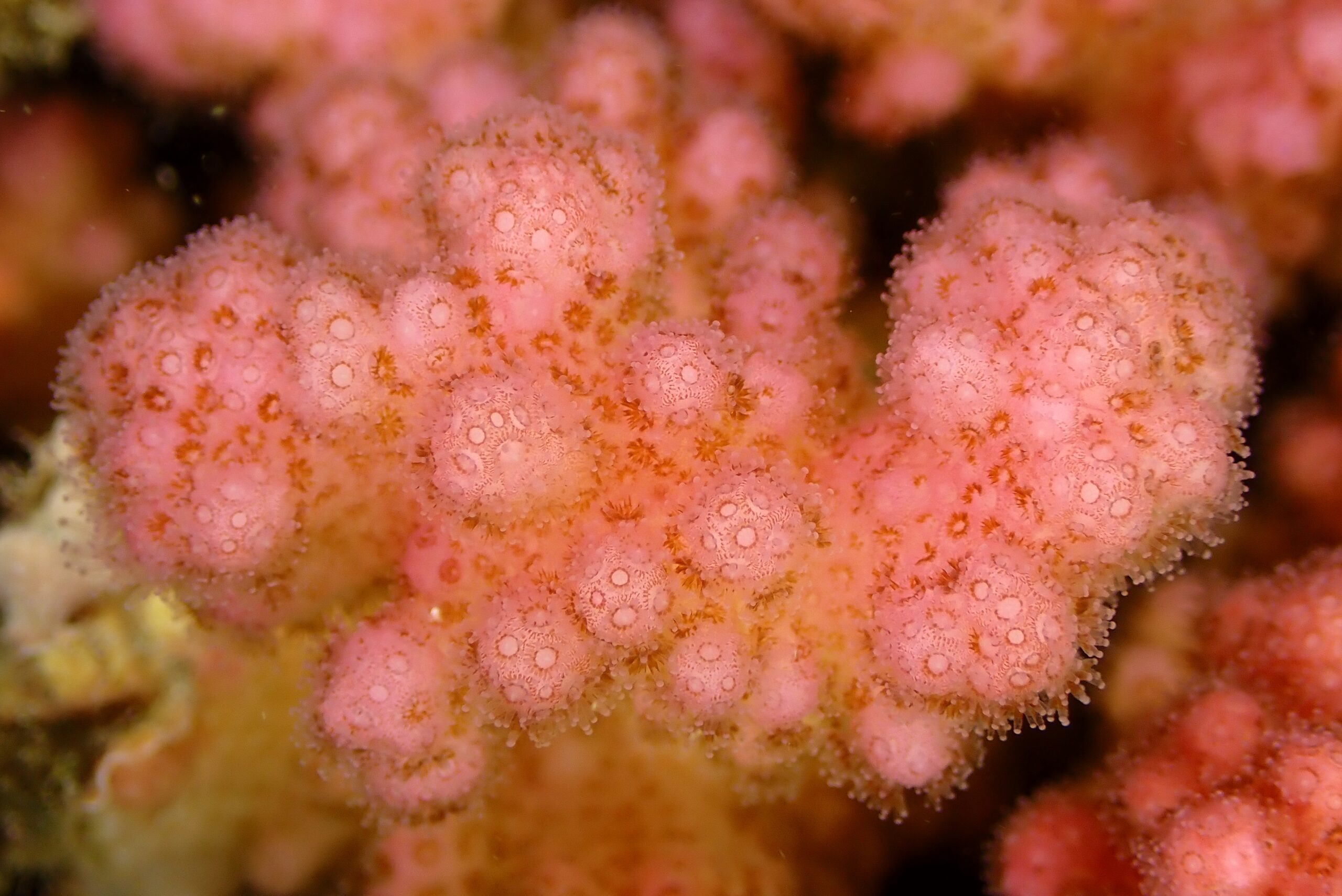 Corail chou-fleur Pocillopora damicornis © Association Hô-üt