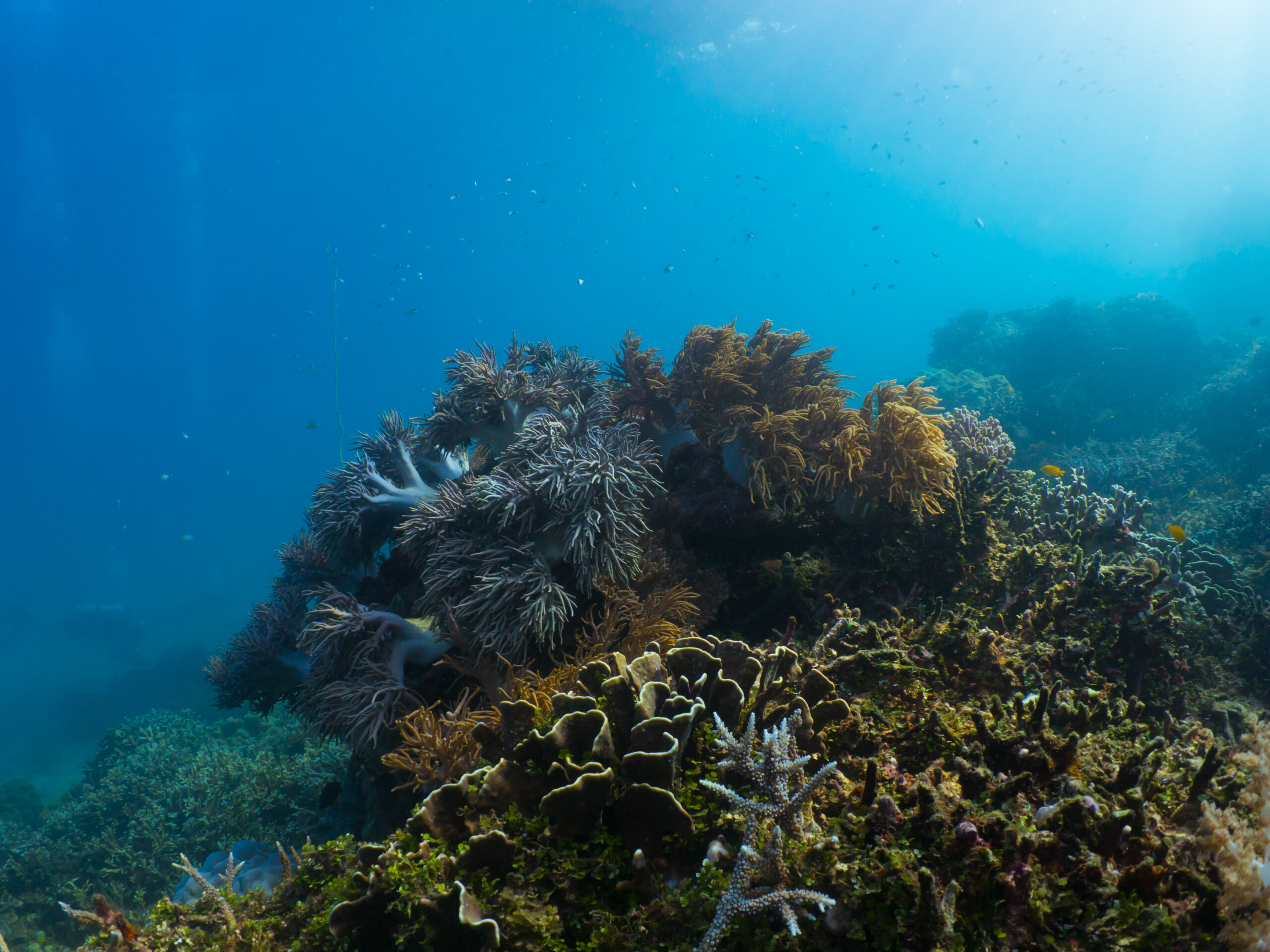 Sinularia flexibilis © Rickard ZERPE