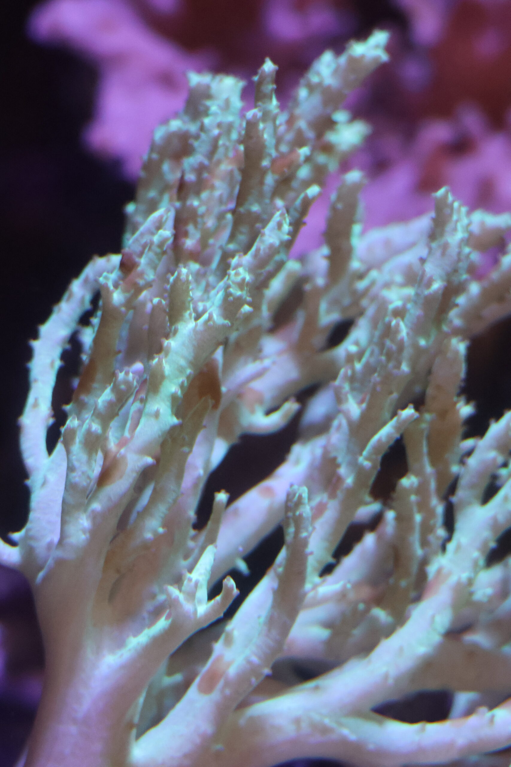 Corail-cuir flexible, Sinularia flexibilis © La Cité de la Mer – Julie HENRY POUTREL