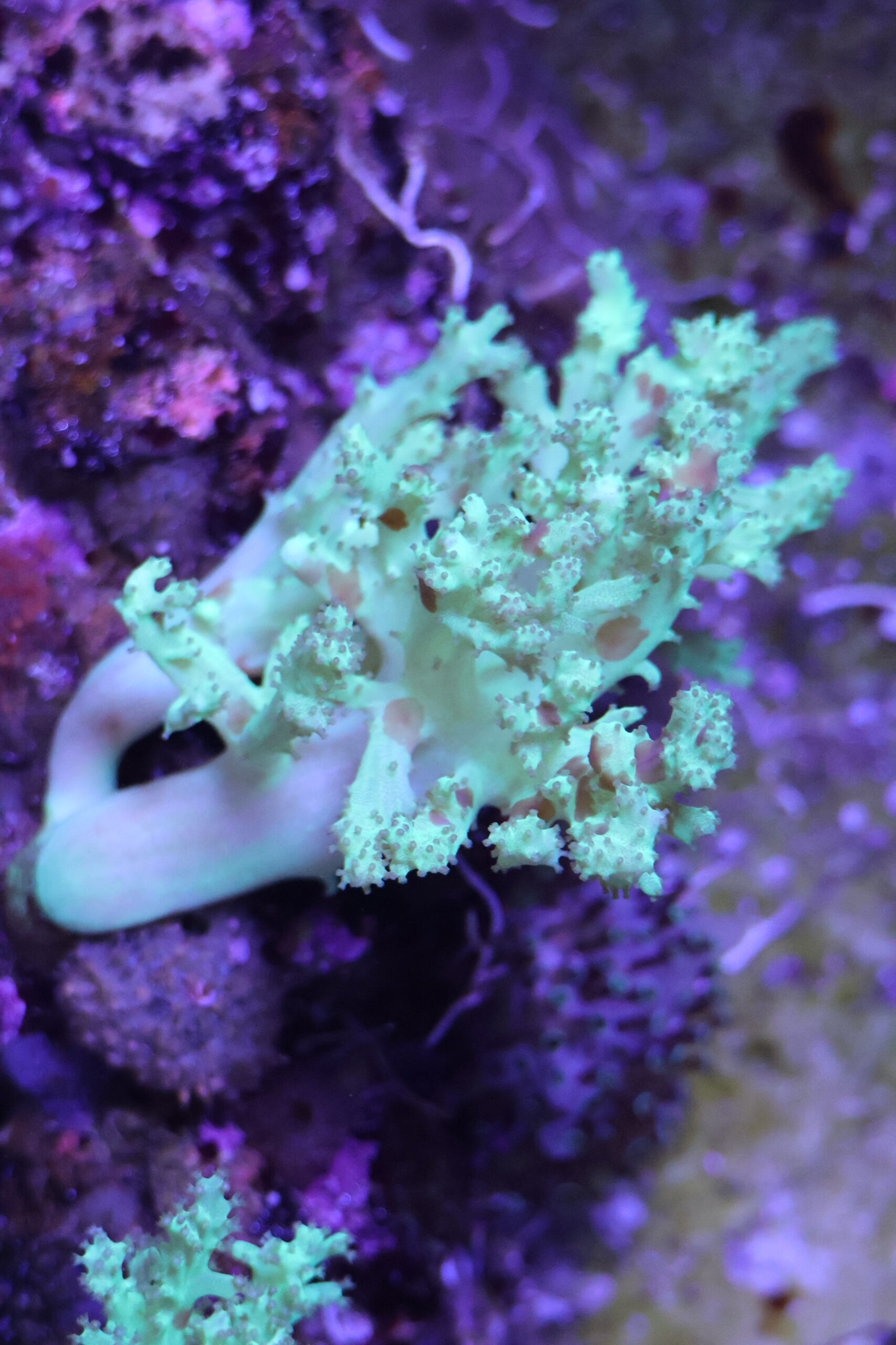 Corail-cuir flexible, Sinularia flexibilis © La Cité de la Mer – Julie HENRY POUTREL