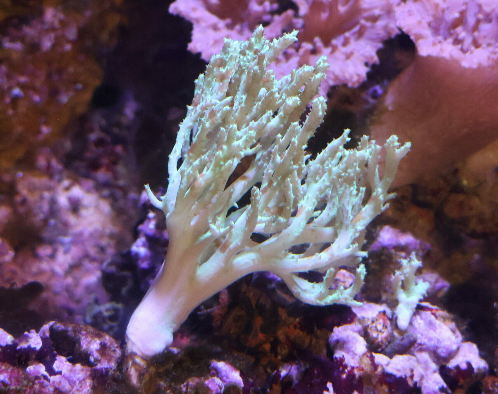 Corail-cuir flexible, Sinularia flexibilis © La Cité de la Mer – Julie HENRY POUTREL