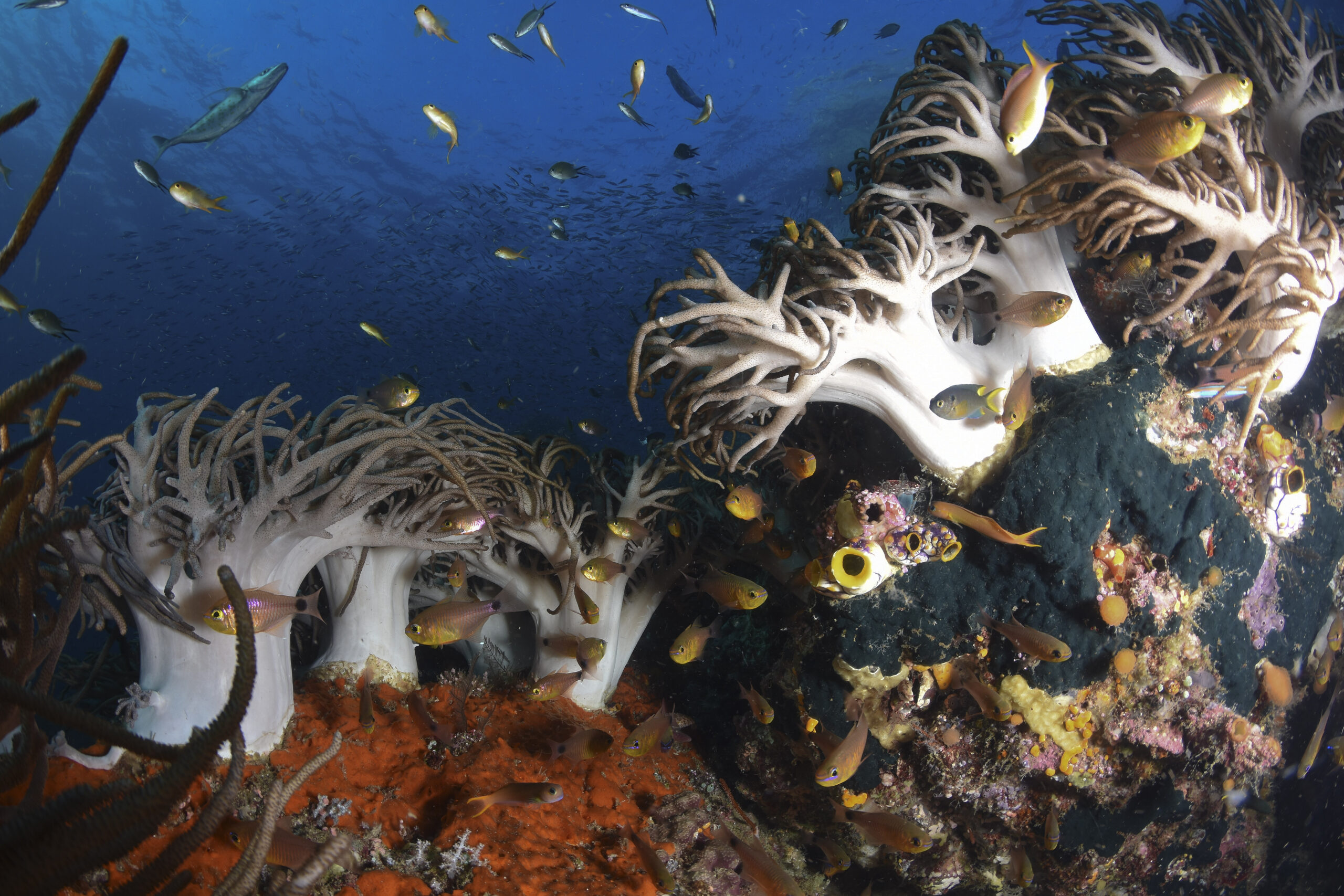 Sinularia flexibilis © Albert KOK