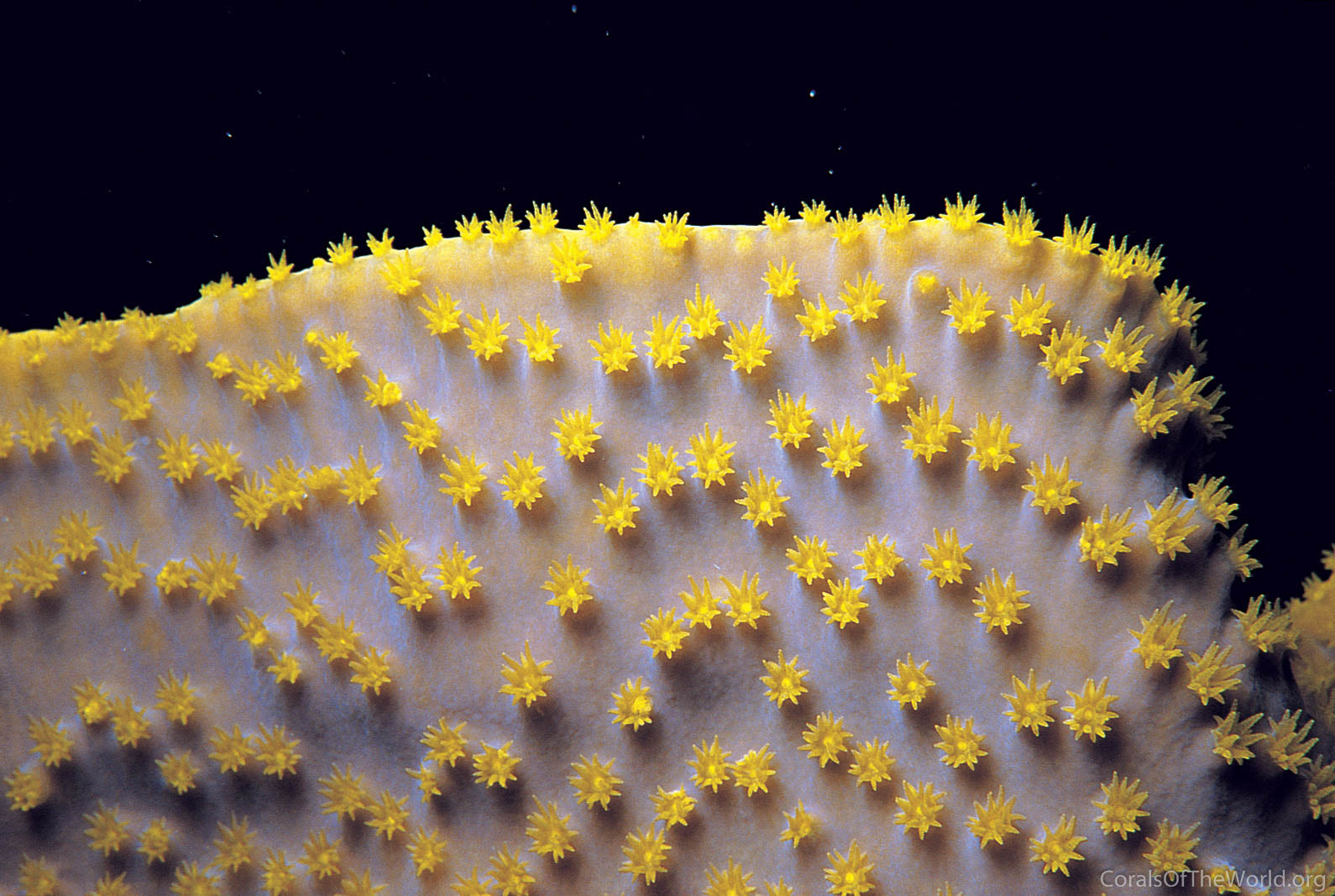 Turbinaria Reniformis © Corals of the world – Charlie VERON