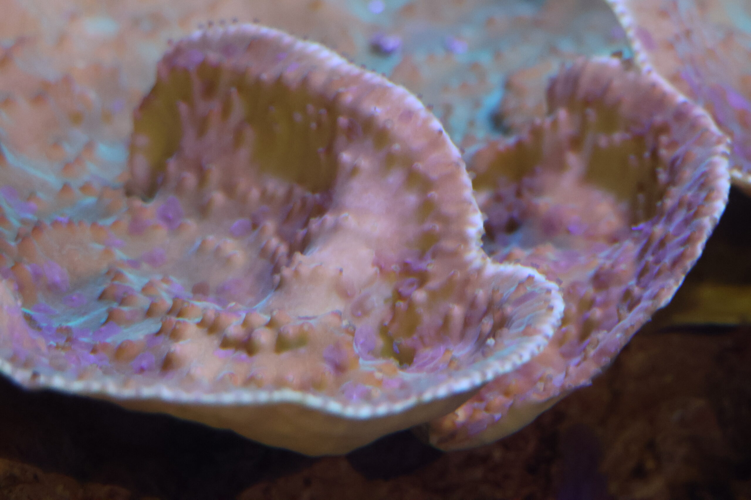 Corail-spirale Turbinaria reniformis © La Cité de la Mer – Julie HENRY POUTREL