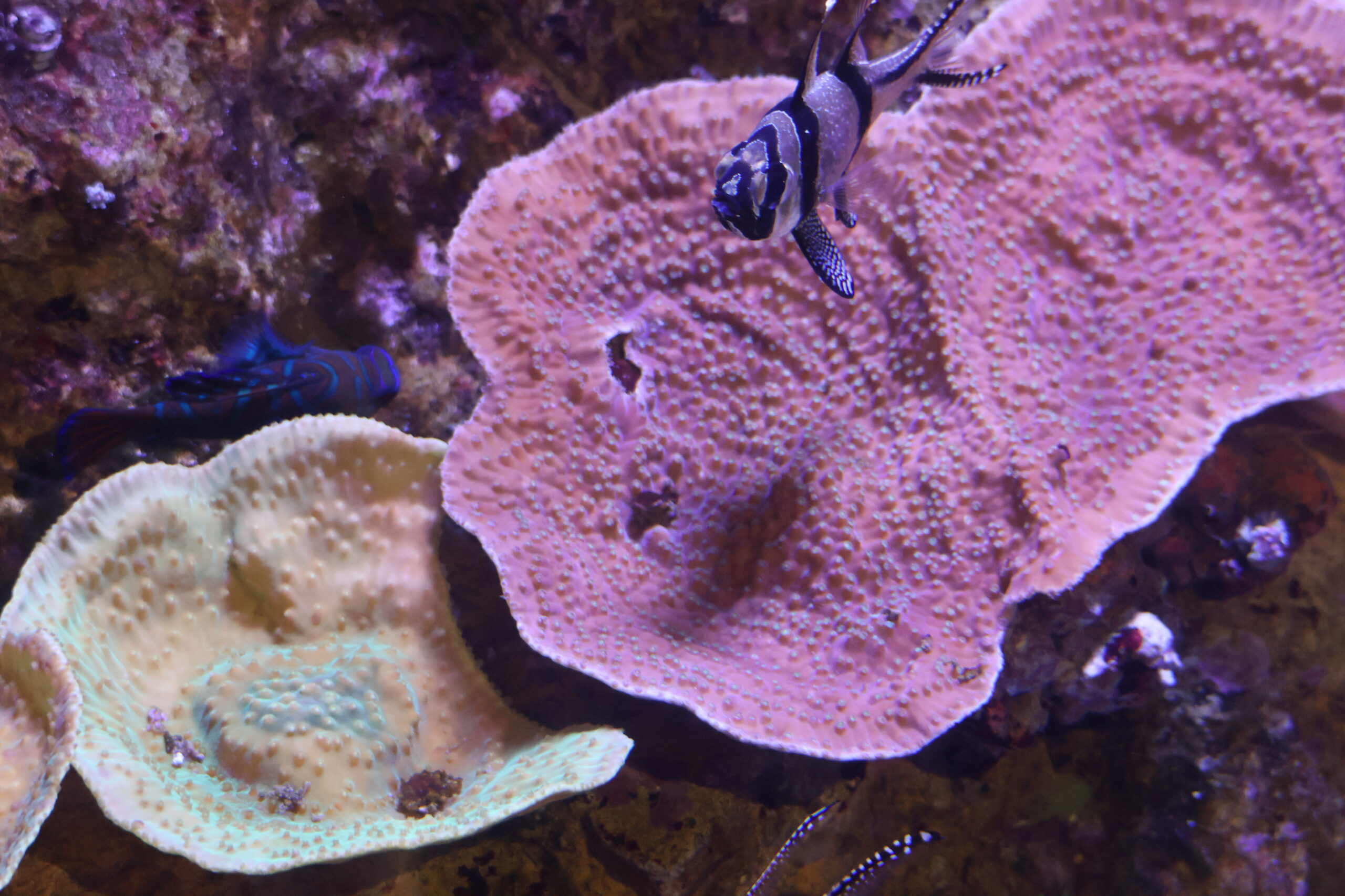 Corail-spirale Turbinaria reniformis © La Cité de la Mer – Julie HENRY POUTREL