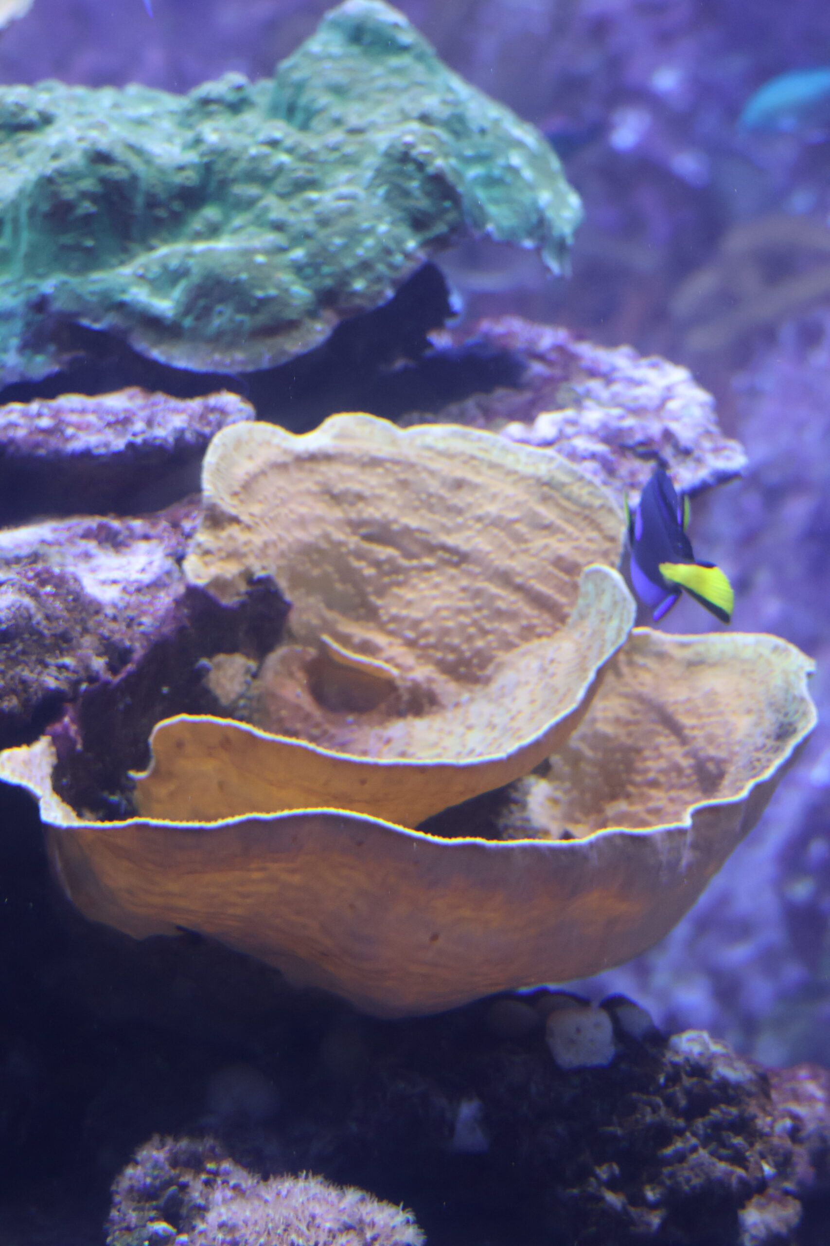 Corail-spirale Turbinaria reniformis © La Cité de la Mer – Julie HENRY POUTREL
