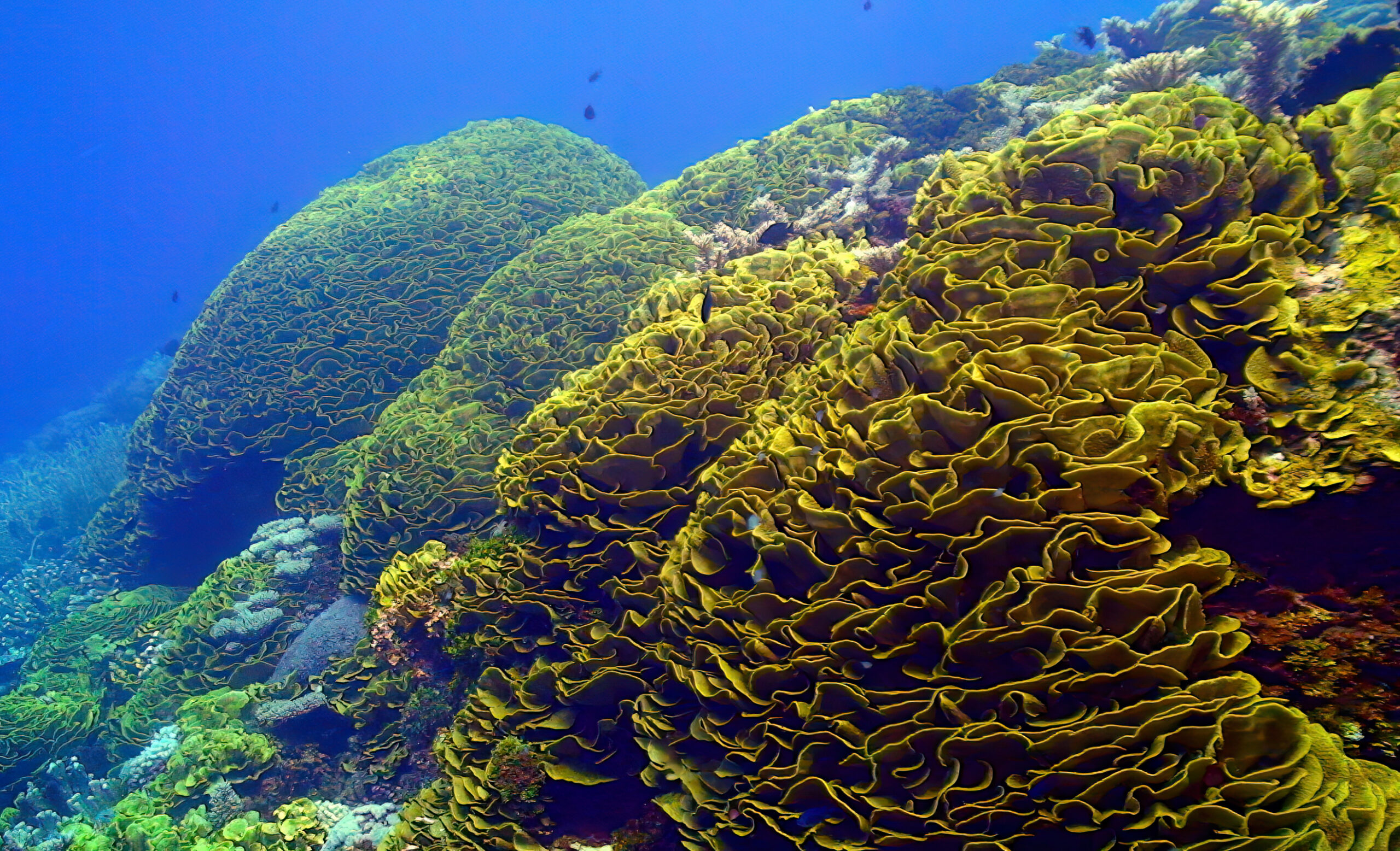 Corail-spirale Turbinaria Reniformis © In-Depth Images Kwajalein