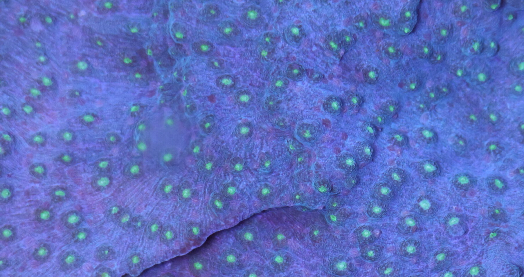 Corail épineux Echinopora lamellosa © La Cité de la Mer – Julie HENRY POUTREL