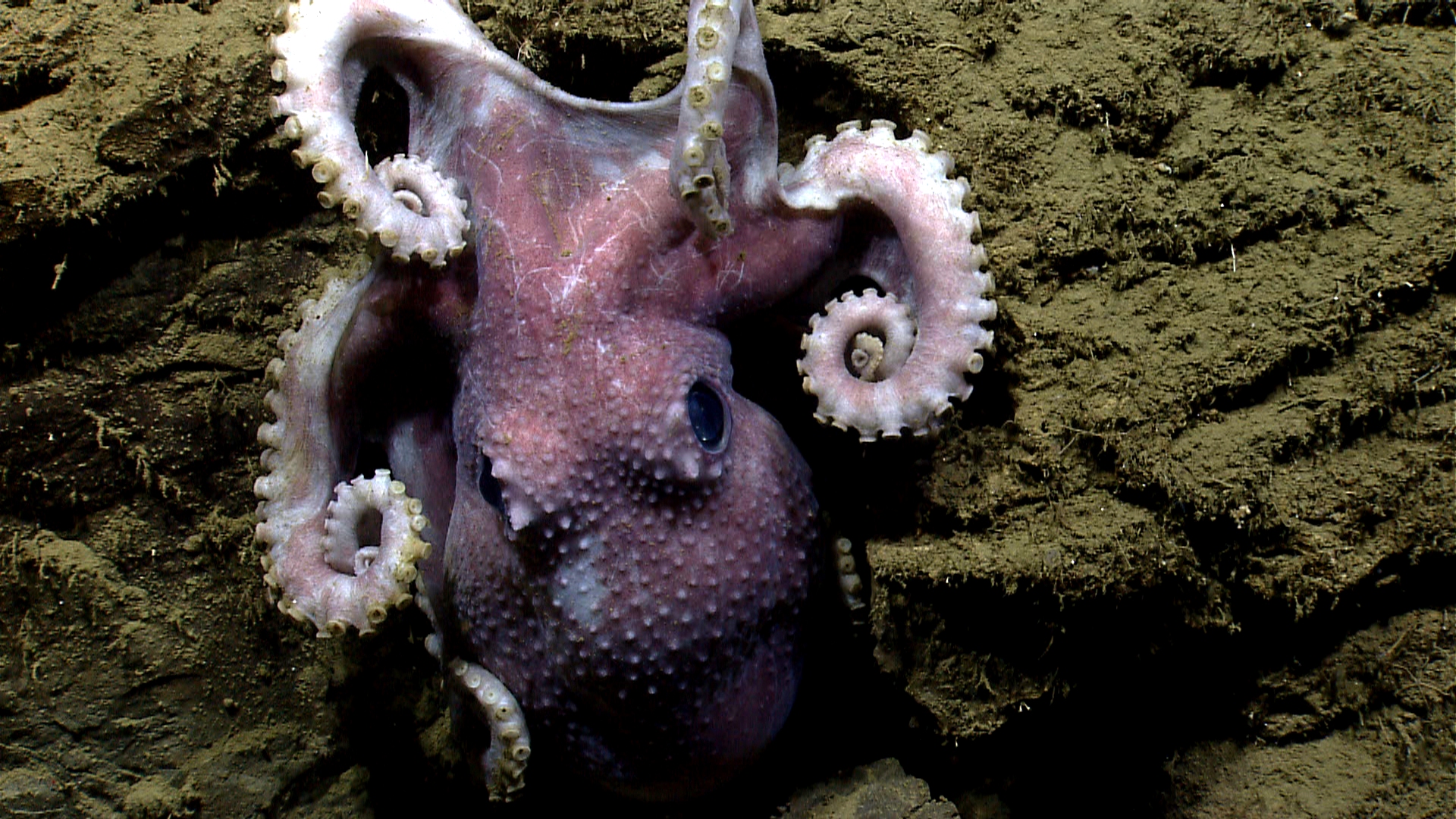 Poulpe © Programme OKEANOS Explorer de la NOAA, expédition dans les canyons du nord-est des États-Unis, 2013