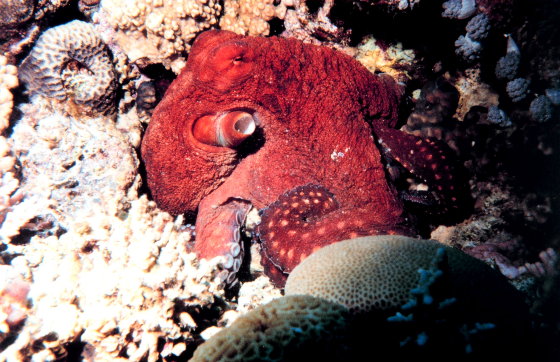 Poulpe dans le golfe d&rsquo;Aqaba, mer Rouge © M. Mohammed Al Momany – NOAA
