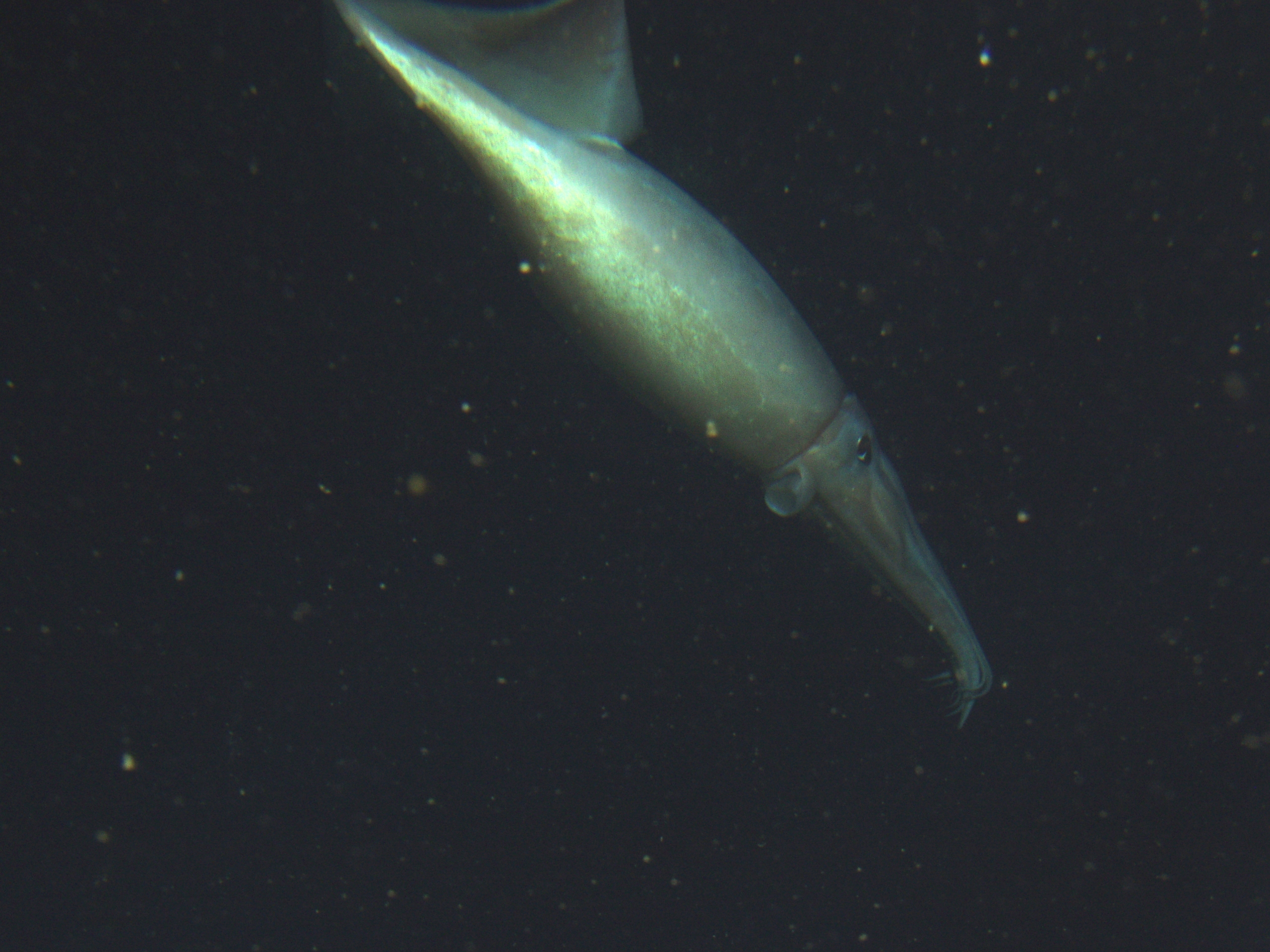 Gros plan sur un calmar de Humboldt (Dosidicus gigas) à 250 mètres de profondeur. – 2005 © NOAA/CBNMS – Rick Starr