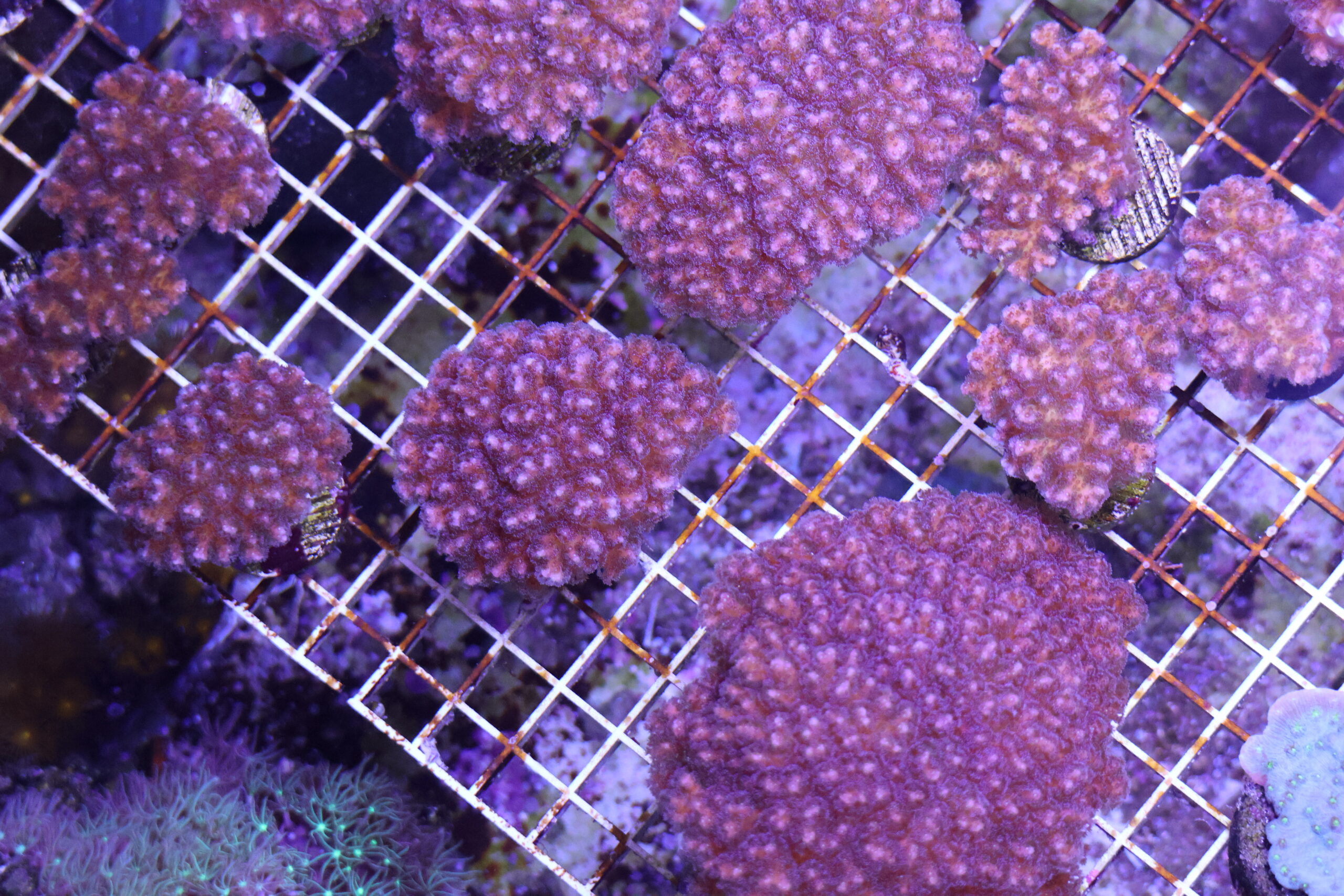 Corail chou-fleur Pocillopora damicornis © La Cité de la Mer – Julie HENRY POUTREL