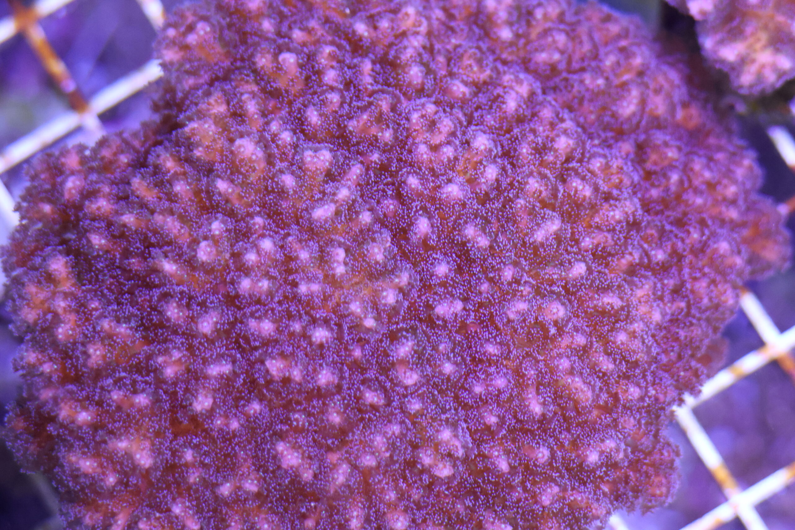 Corail chou-fleur Pocillopora damicornis © La Cité de la Mer – Julie HENRY POUTREL