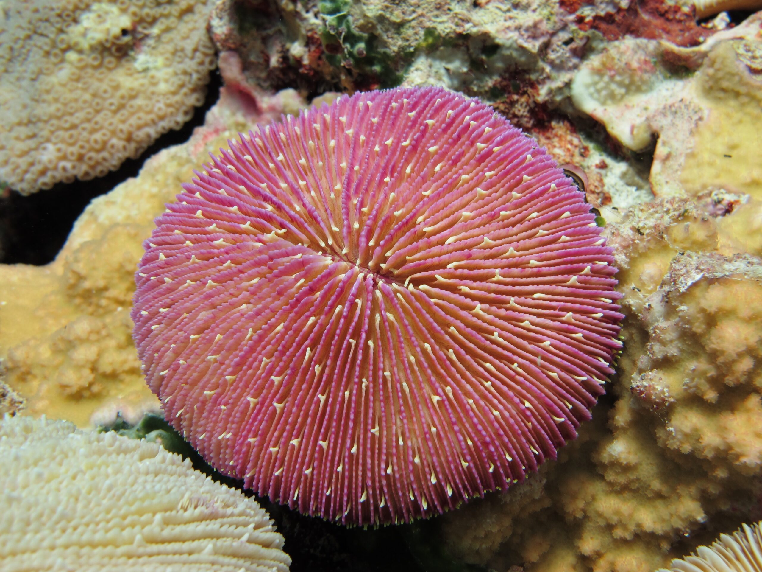 Corail champignon Fungia fungites © USFWS, Pacific Islands