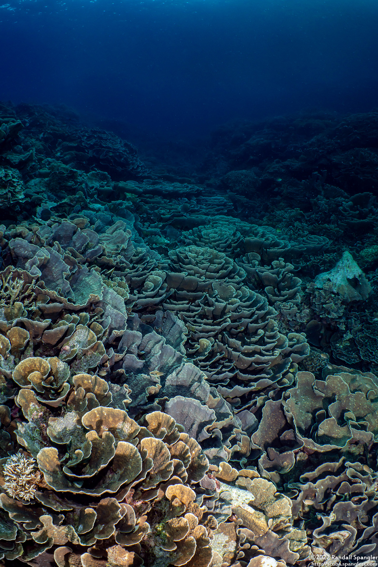 Corail épineux Echinopora lamellosa © Randall Spangler