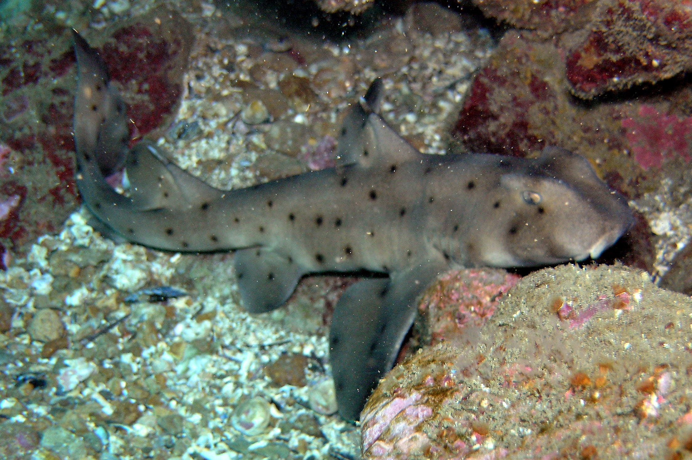 Requin dormeur cornu © Ed Bierman