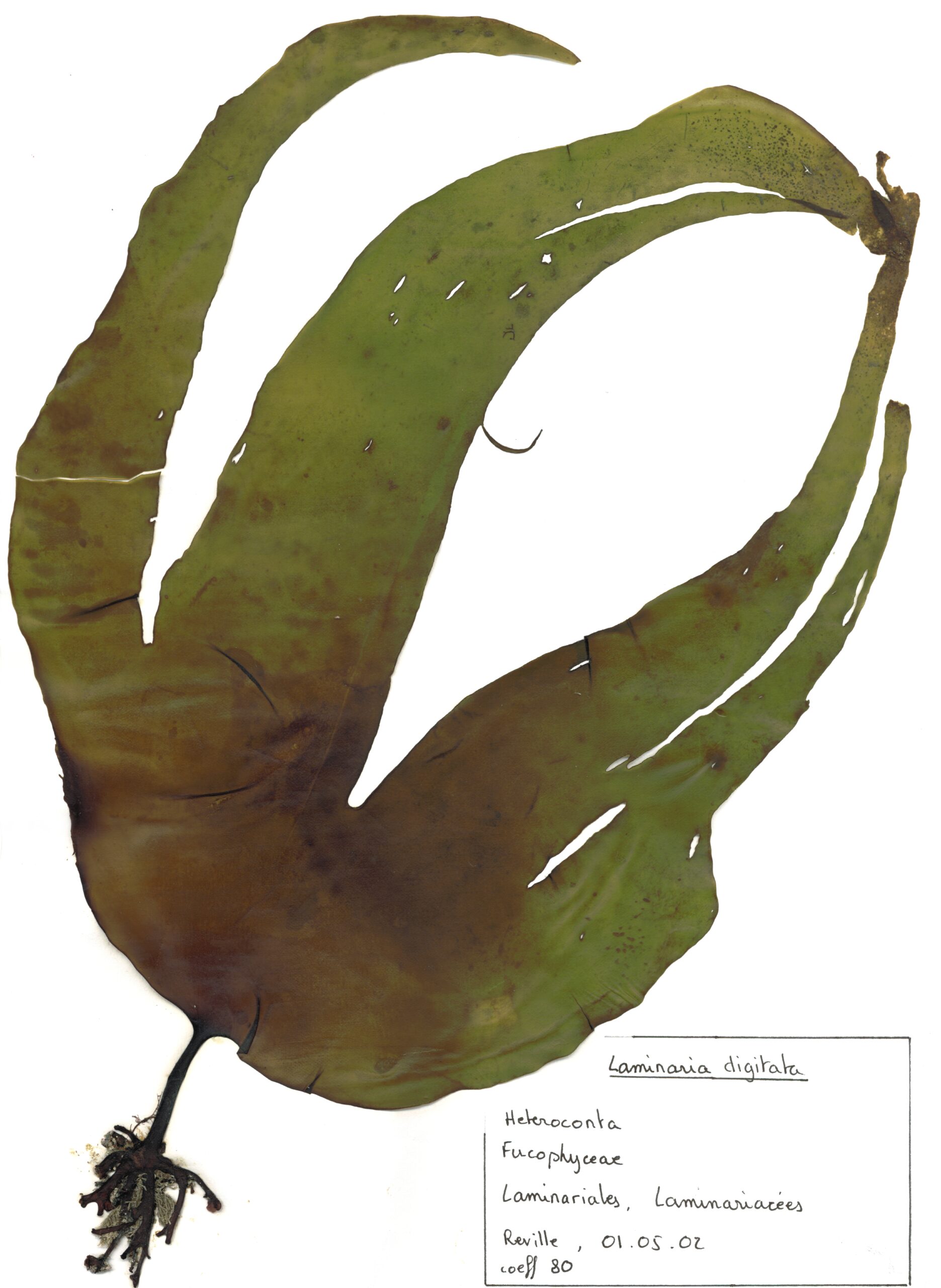 Algue brune_Laminaria digitata © Collection S.JAUBERT