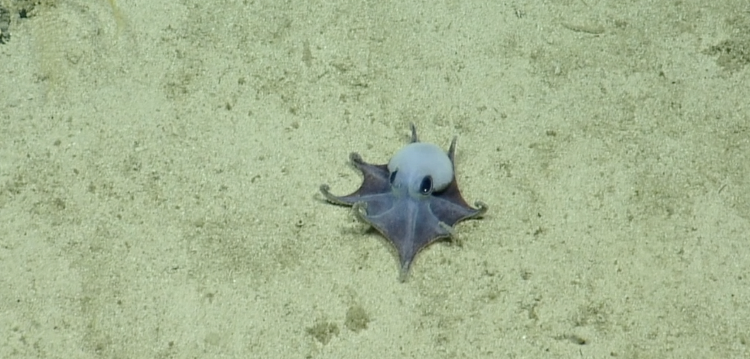 Découverte d&rsquo;un poulpe bleu au large des Îles Galapagos – 2015. © Fondation Charles Darwin