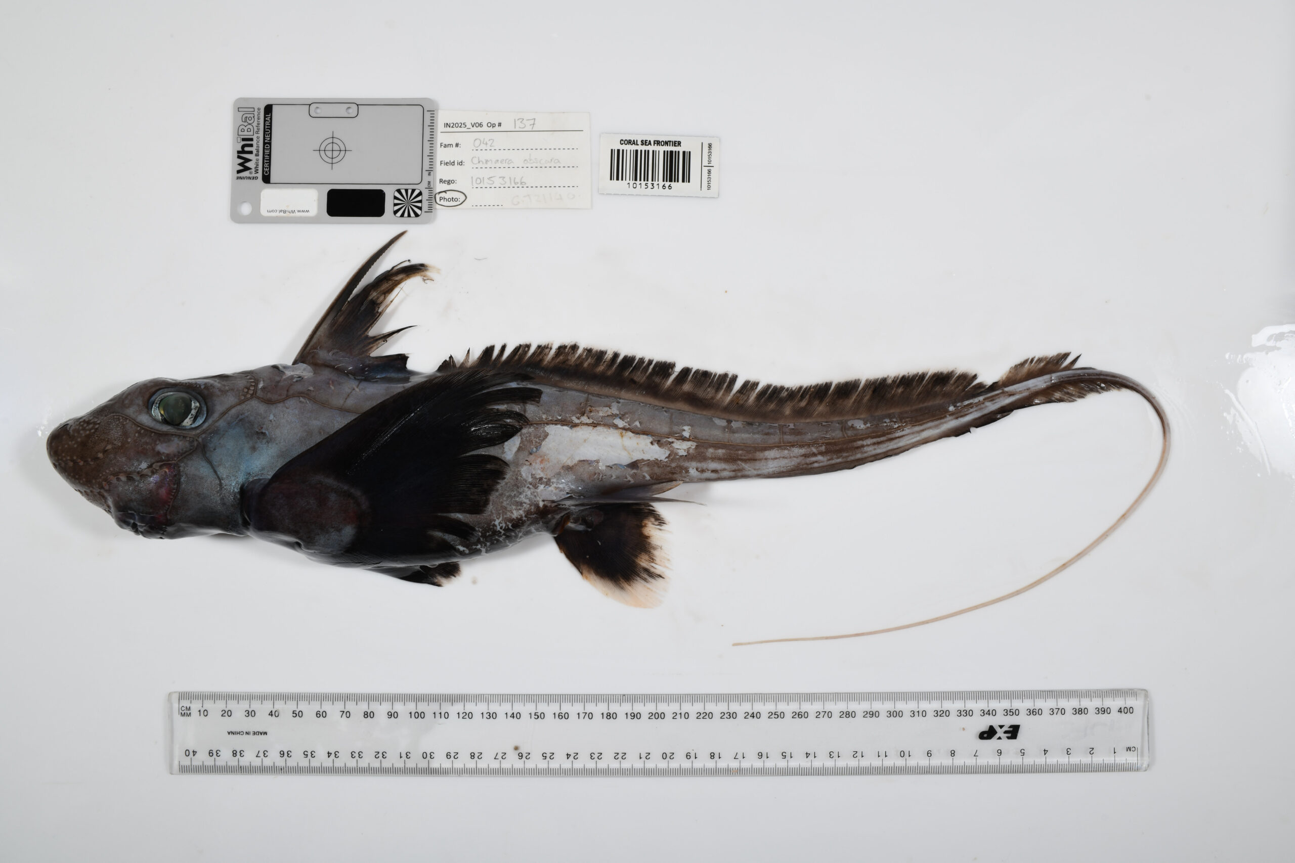 The-‘ghost-shark’-Chimaera.-Credit_-The-Nippon-Foundation-Nekton-Ocean-Census_CSIRO_img