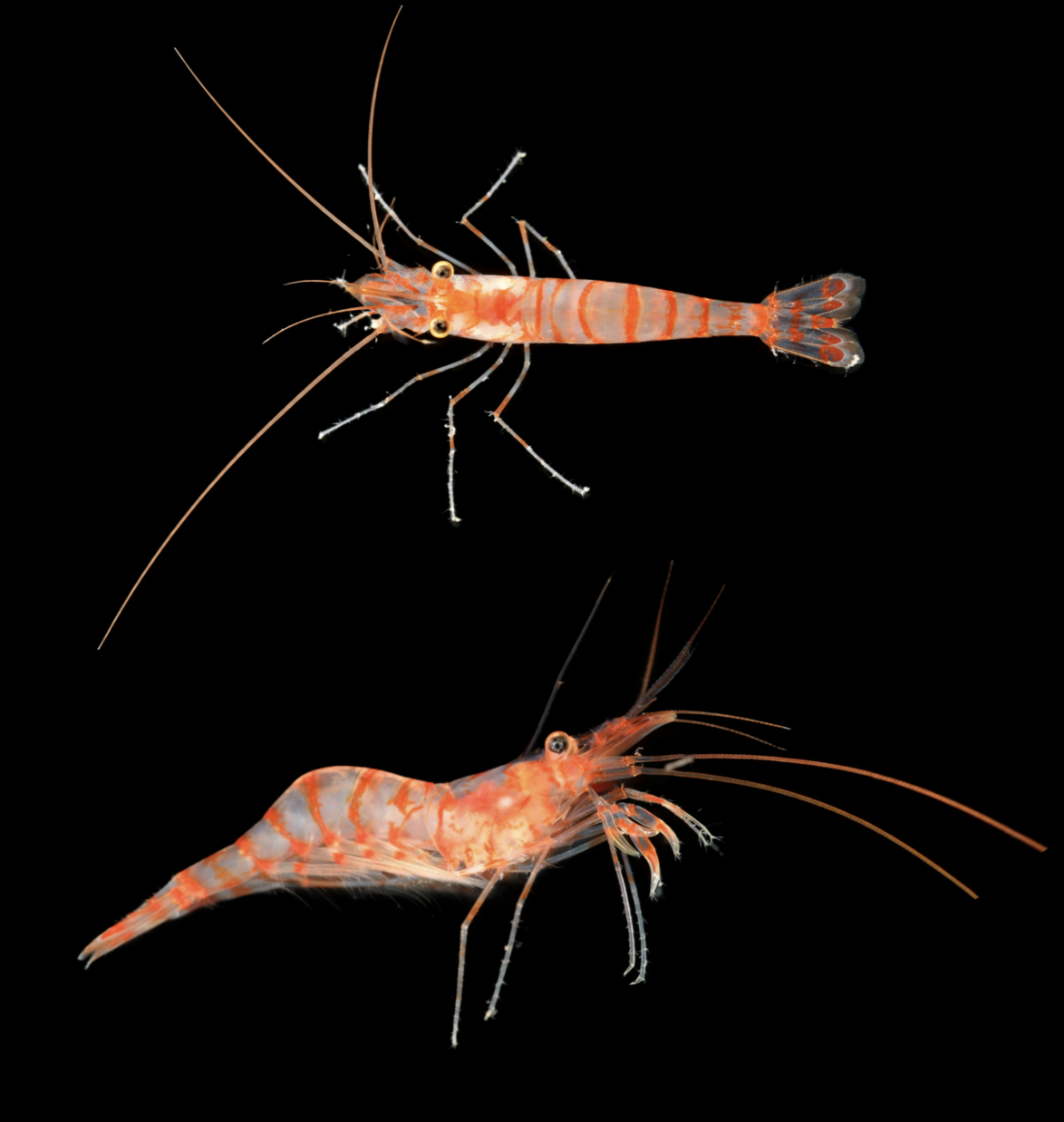 Sea Cave Shrimp. © The Nippon Foundation-Nekton Ocean Census -Hossein Ashrafi