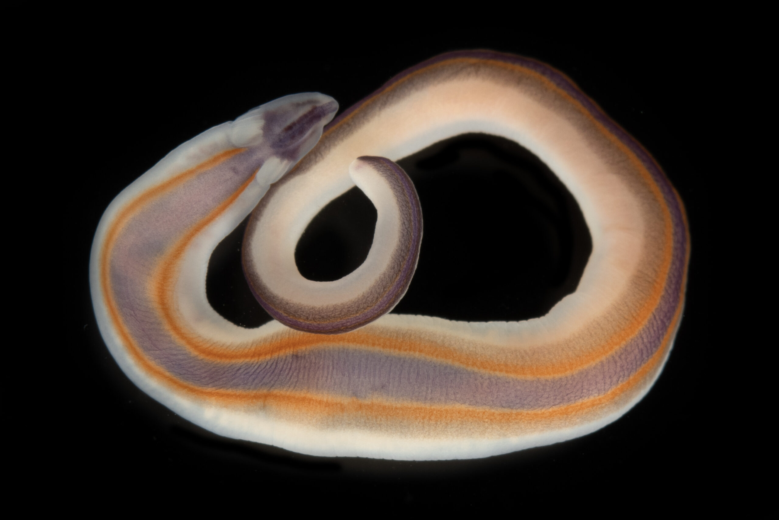 Ribbon Worm. © The Nippon Foundation-Nekton Ocean Census – Gustav Paulay