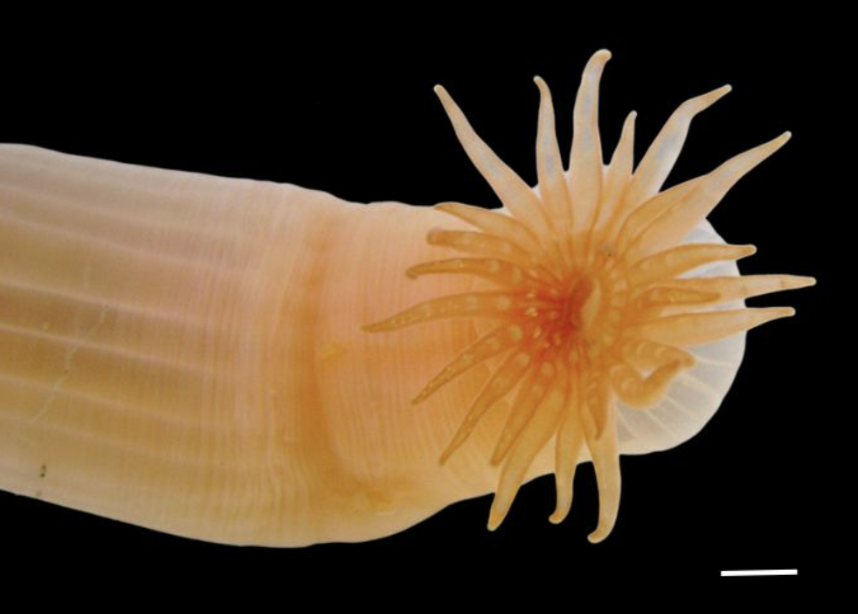 Burrowing sea anemone. © The Nippon Foundation-Nekton Ocean Census – Agustín Garese