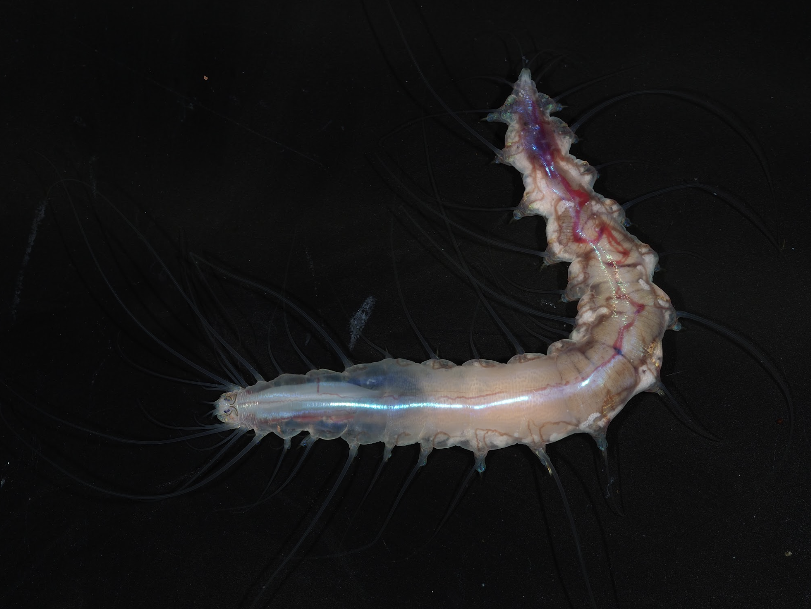 Glass Castle Worm, Dalhousiella yabukii. © The Nippon Foundation-Nekton Ocean Census, Nato Jimi.