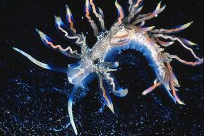 La limace de mer Phyllodesmium acanthorhinum découverte en 2014 © Robert Bolland