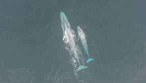 Une baleine et son petit © Oregon State University