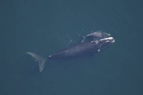La baleine franche de l'Atlantique nord (Eubalaena glacialis) aussi appelée baleine noire de l'Atlantique nord © NOAA Photo Library