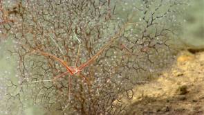 Une espèce de corail "Chrysogorgiid octocoral", méconnue des scientifiques, servant d'hôte à une galatée © Courtesy of NOAA Okeanos Explorer Program, Océano Profundo 2015: Exploring Puerto Rico’s Seamounts, Trenches, and Troughs