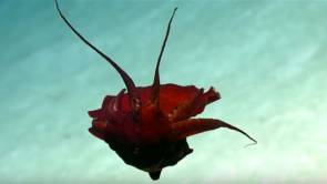 Un calmar "bizarre" filmé à 850 mètres de profondeur dans le Golfe du Mexique 2018 © NOAA Okeanos Explorer
