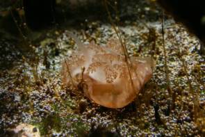 La méduse Cassiopea xamachana vit dans l'océan Atlantique occidental, la mer des Caraïbes et le golfe du Mexique ©Marco Almbauer